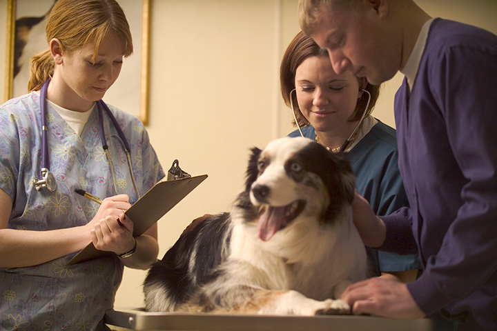 veterinary marketing