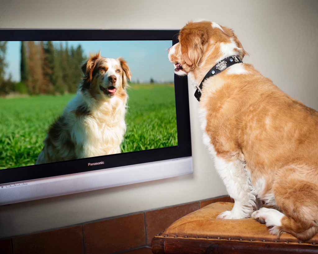 veterinary marketing