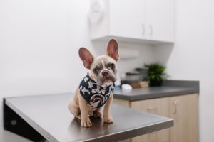 3 Reasons To Set Up Your Own Vet Channel TrouDigital