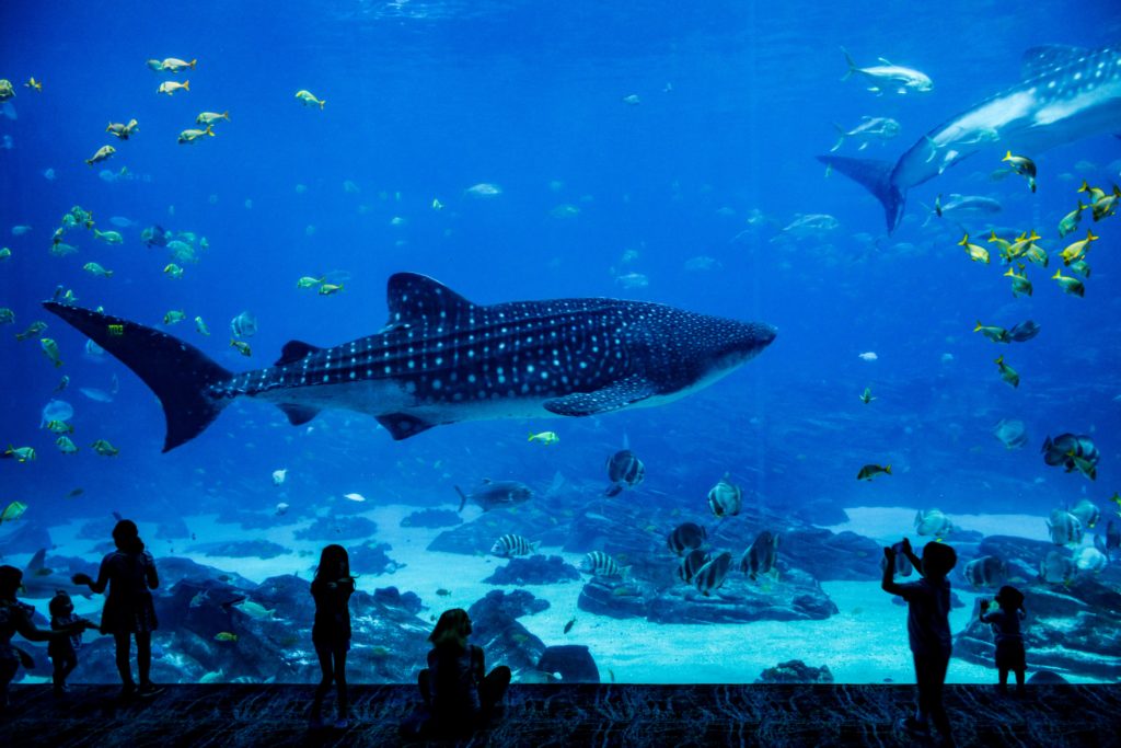 Making A Splash With Digital Signage For Aquariums TrouDigital